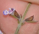 Salvia aegyptiaca