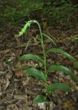 Epipactis muelleri