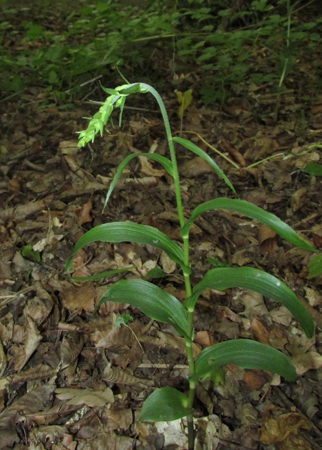 Изображение особи Epipactis muelleri.