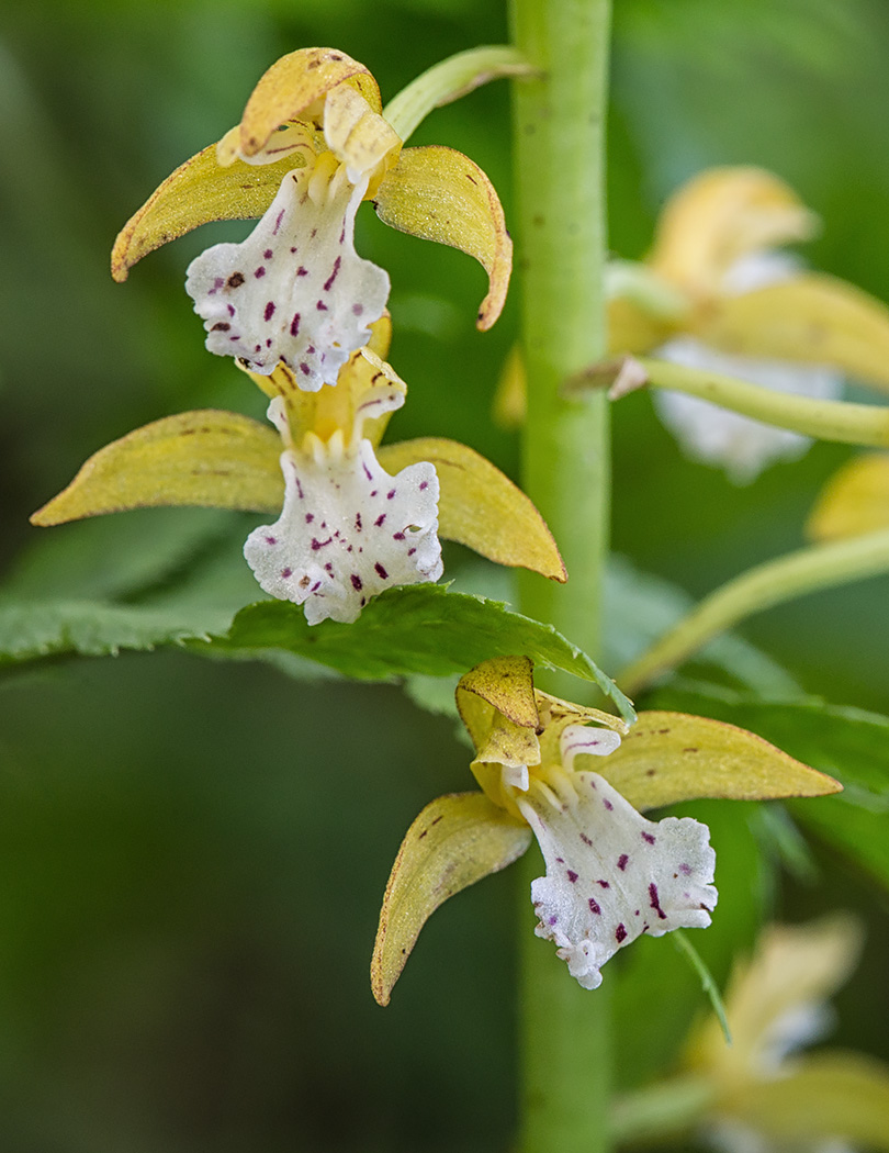 Image of Oreorchis patens specimen.