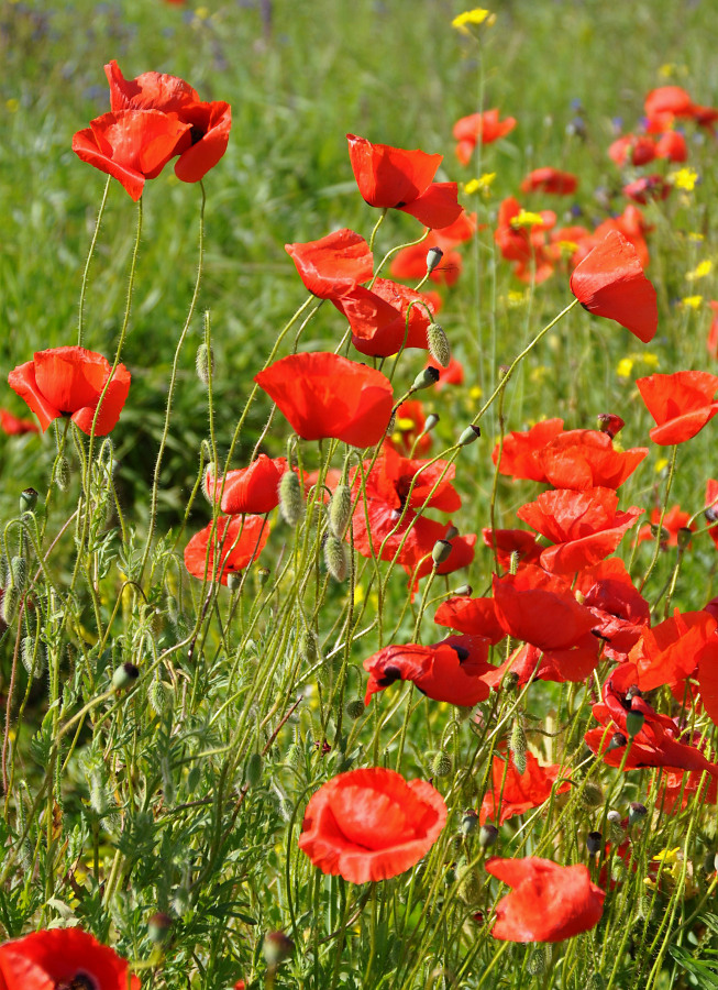 Image of Papaver rhoeas specimen.