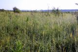 Agrimonia eupatoria