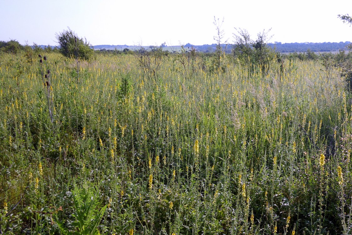 Image of Agrimonia eupatoria specimen.
