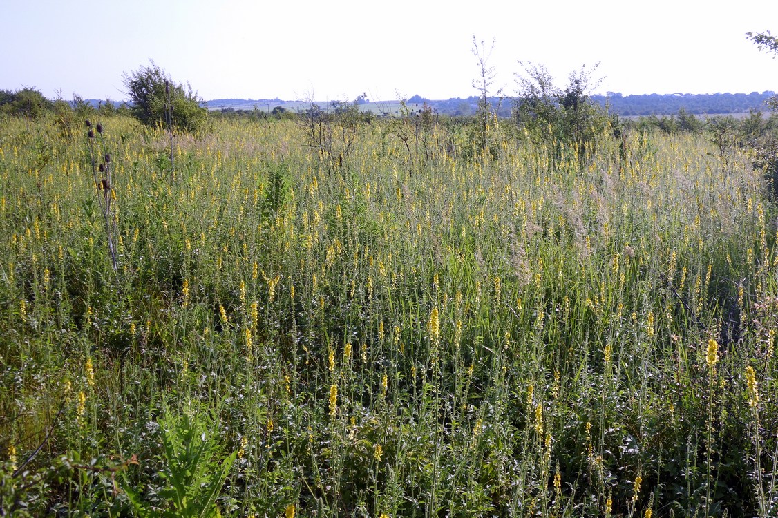 Изображение особи Agrimonia eupatoria.