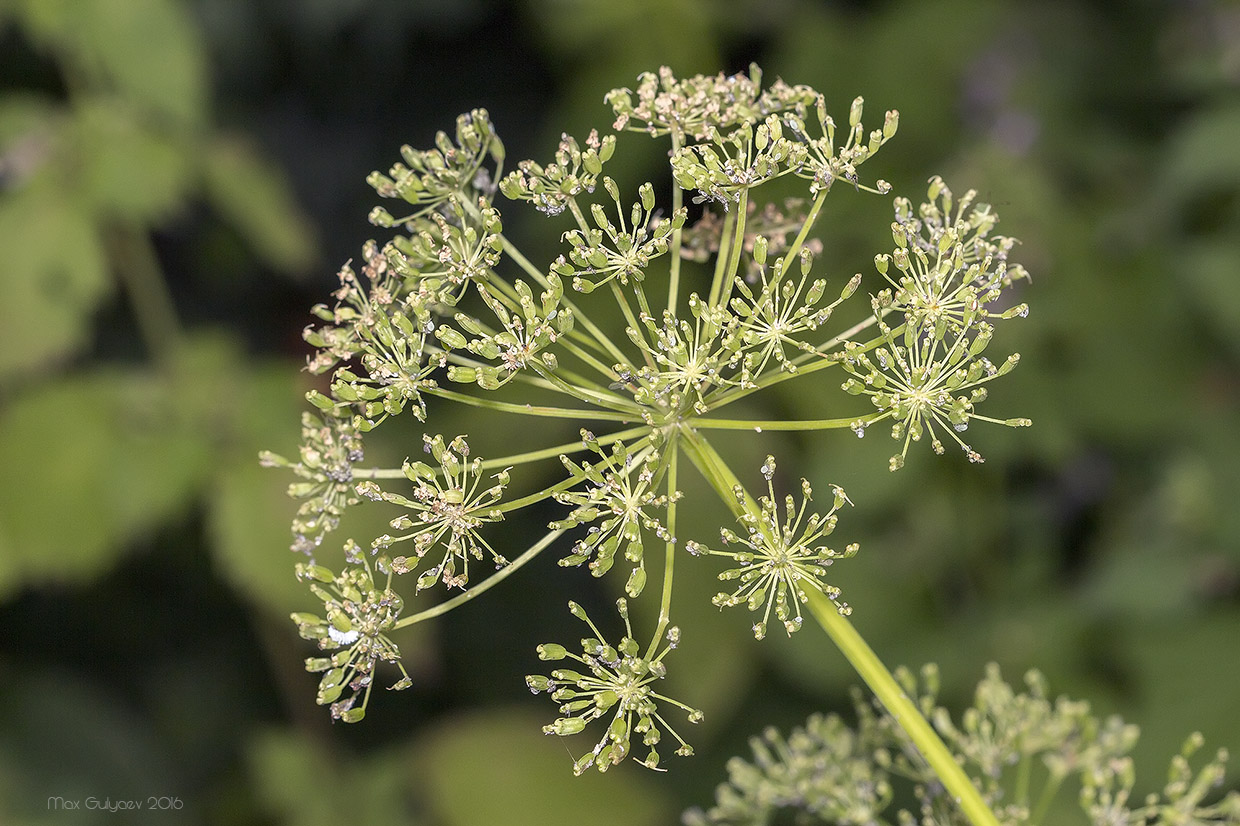 Image of Aegopodium podagraria specimen.