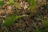 Primula macrocalyx