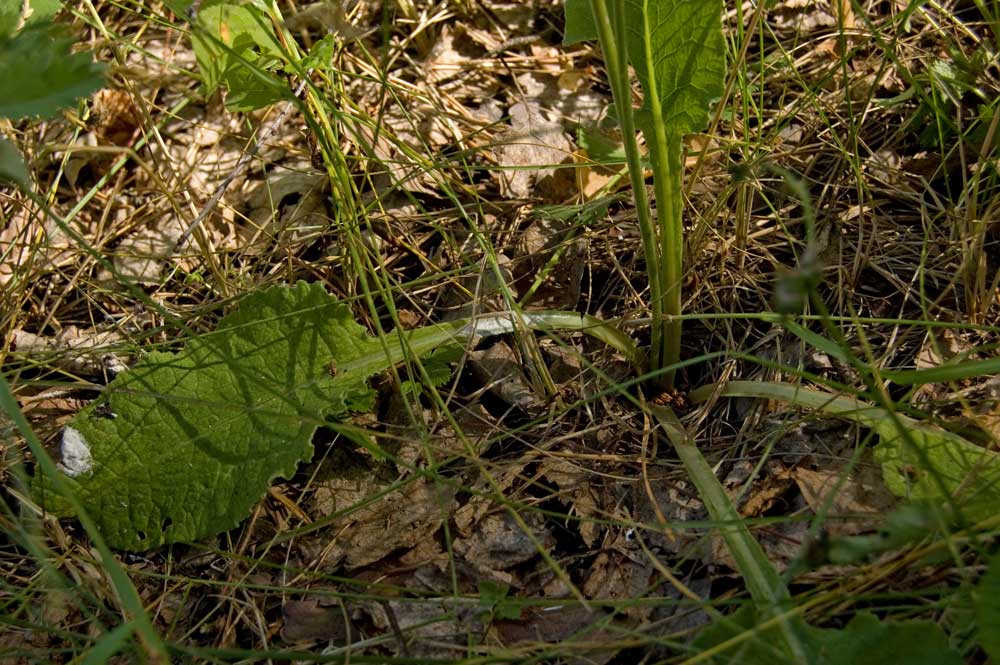 Изображение особи Primula macrocalyx.