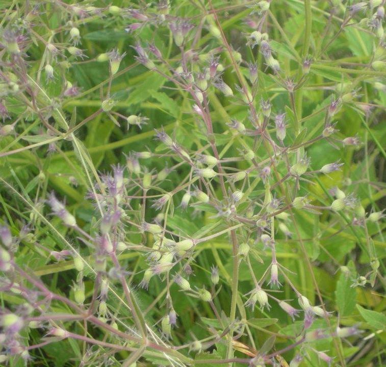 Image of Nepeta ucranica specimen.