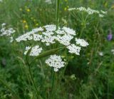 Cenolophium fischeri
