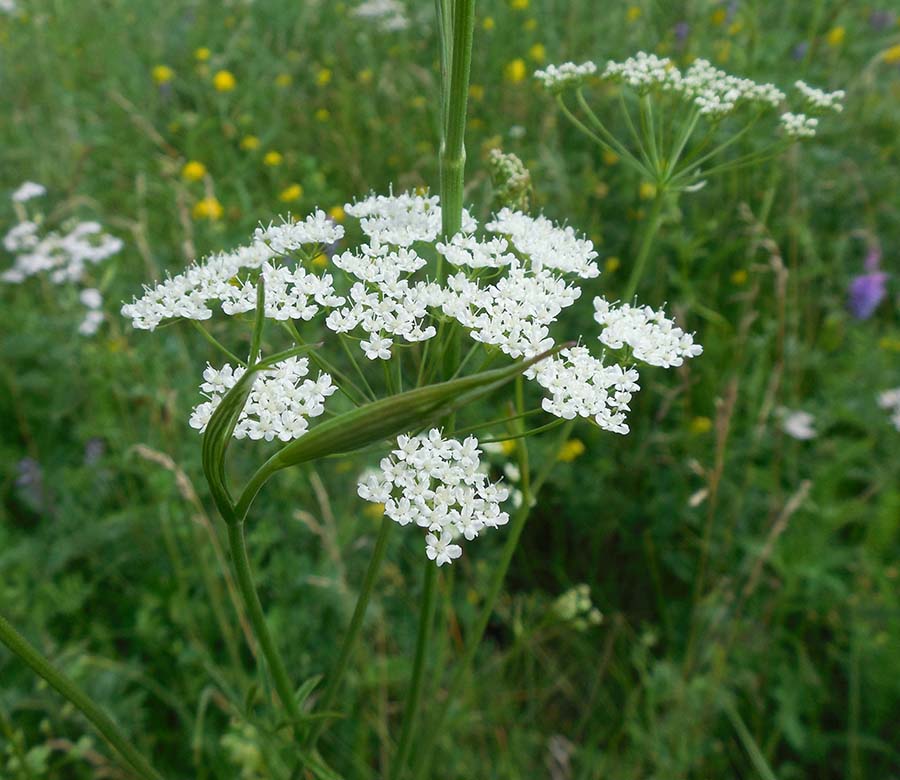 Image of Cenolophium fischeri specimen.