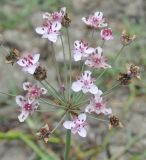 Butomus umbellatus