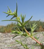 Salsola soda