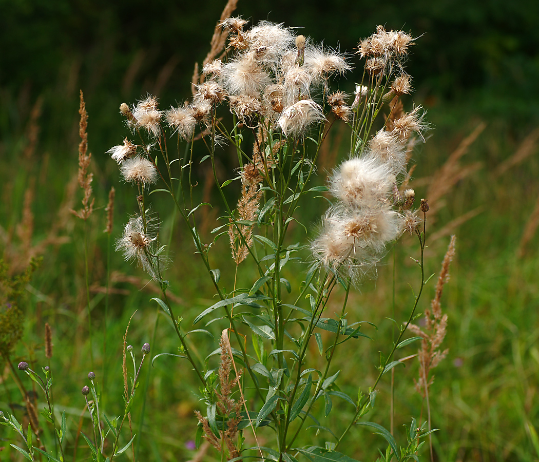 Изображение особи Cirsium setosum.