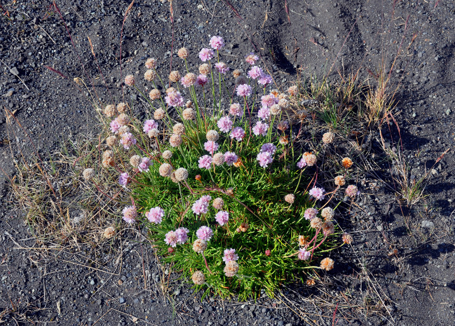 Изображение особи Armeria maritima.