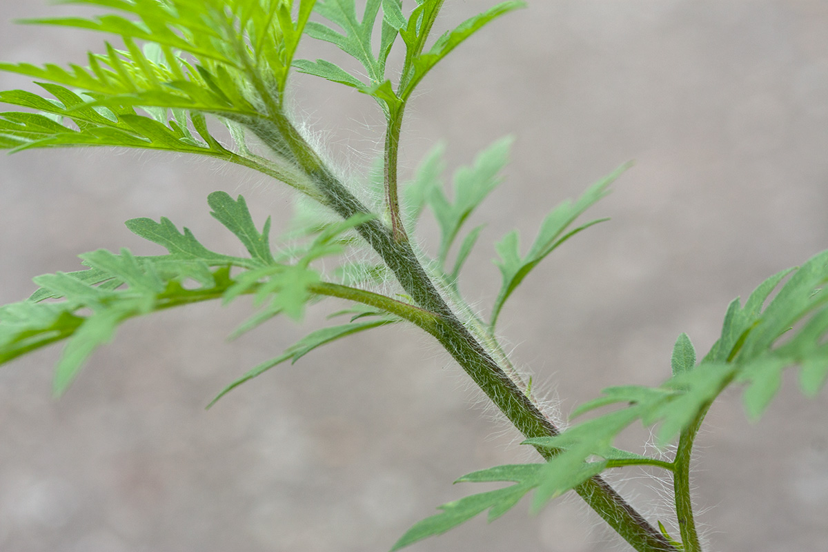 Image of Ambrosia artemisiifolia specimen.