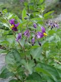 Solanum pseudopersicum
