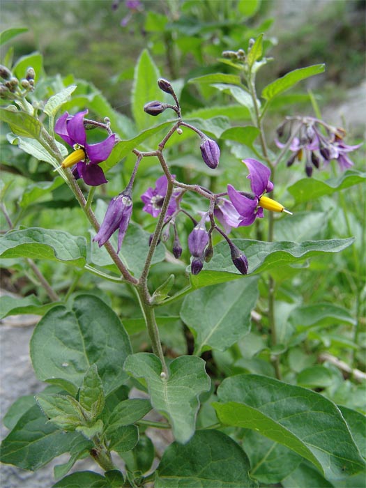 Image of Solanum pseudopersicum specimen.