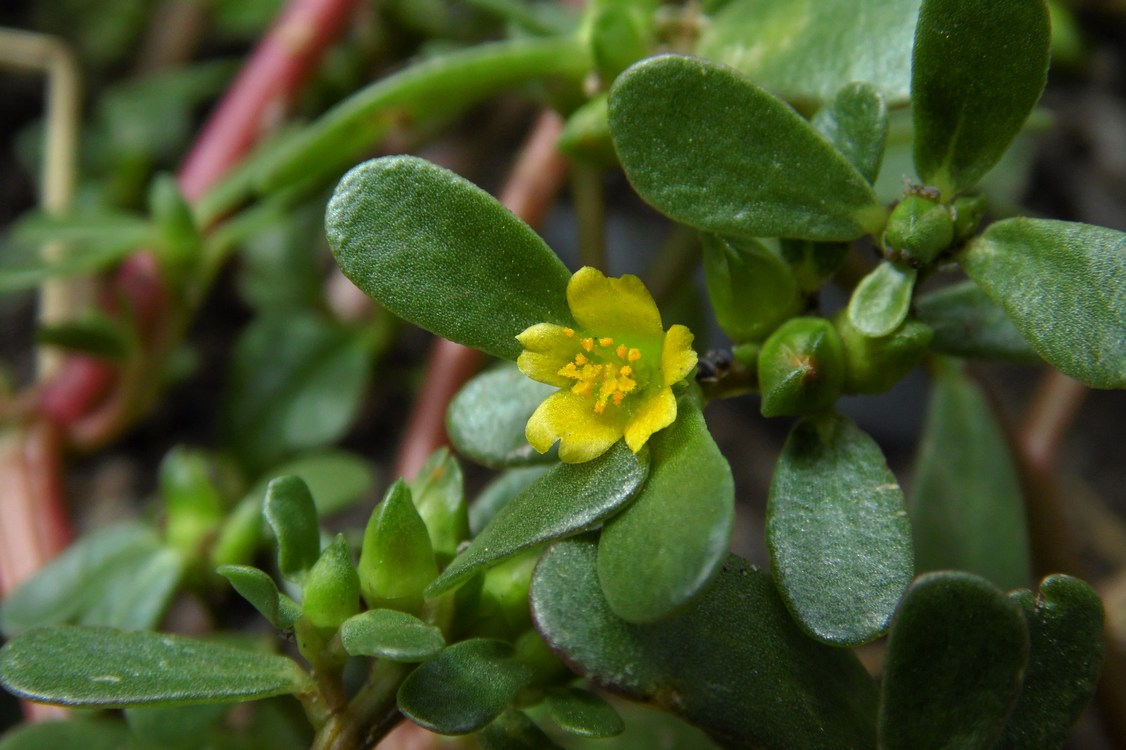 Изображение особи Portulaca oleracea.