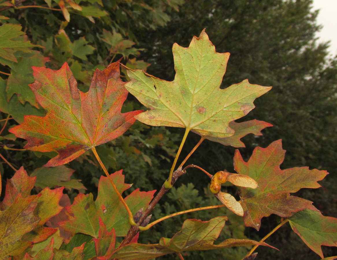 Image of Acer stevenii specimen.