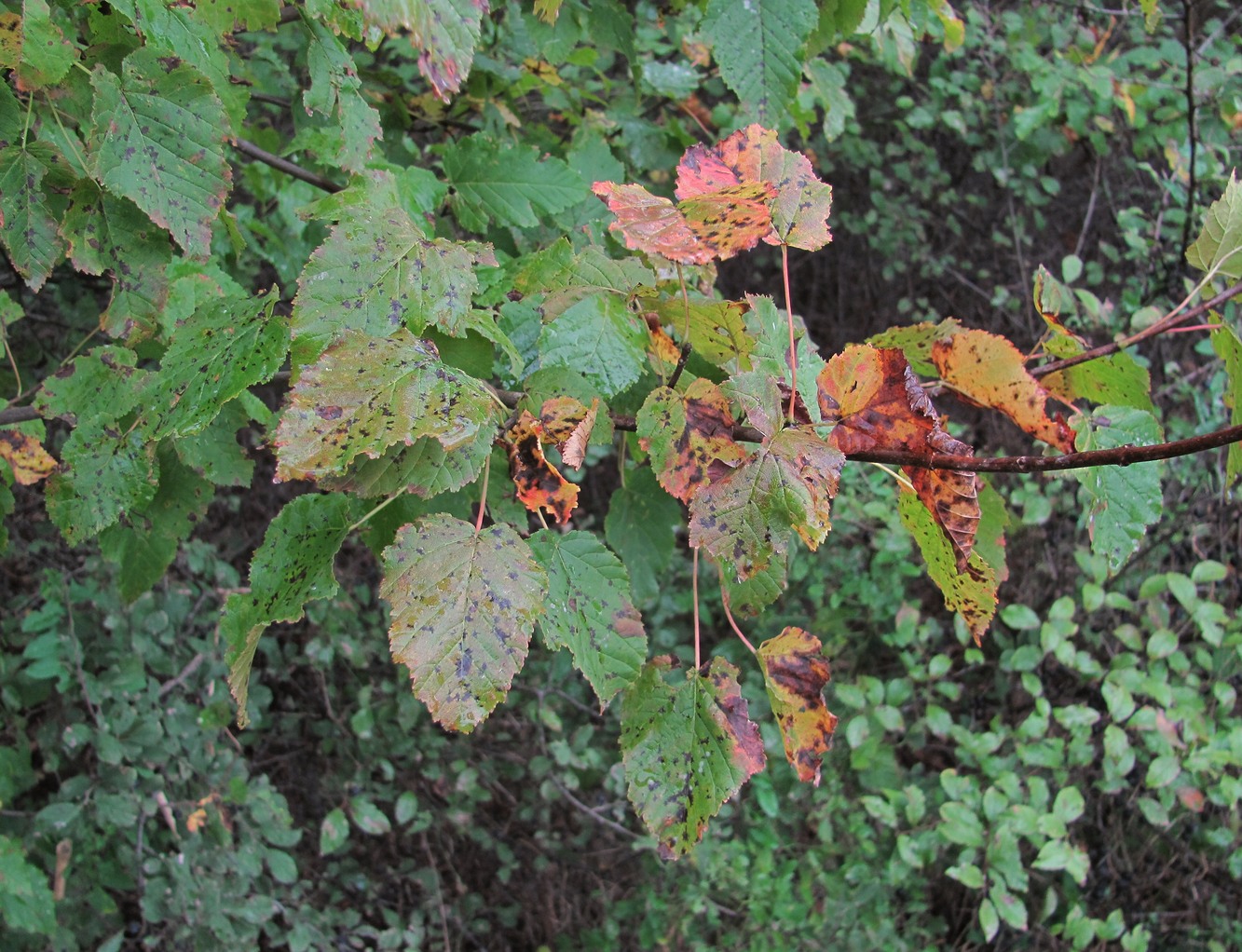 Image of Acer tataricum specimen.