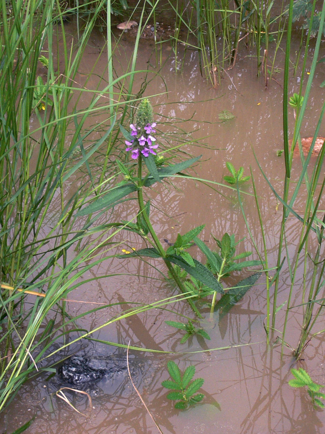 Изображение особи Stachys aspera.