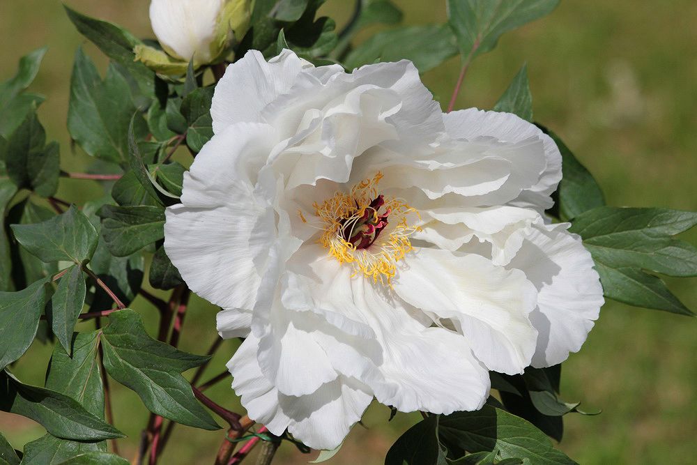 Image of Paeonia suffruticosa specimen.