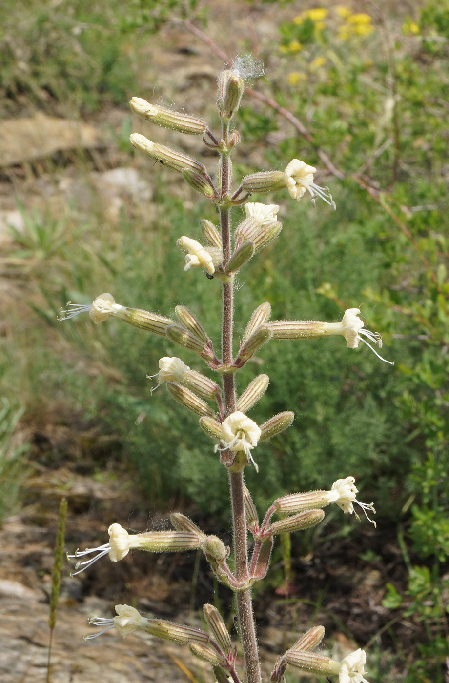 Изображение особи Silene viscosa.