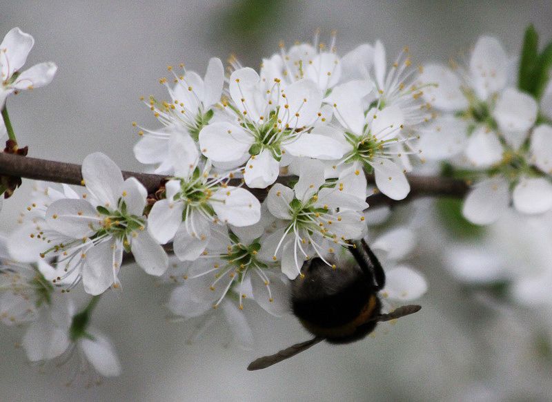 Изображение особи Prunus spinosa.