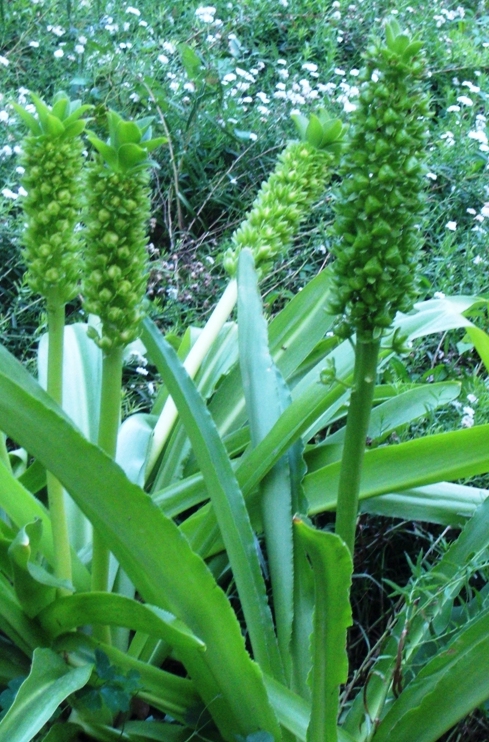 Image of genus Eucomis specimen.