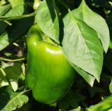 Capsicum annuum. Часть растения с плодом и листьями. Восточный Казахстан, Уланский р-н, с. Украинка, дачный участок, в культуре. 18.08.2016.