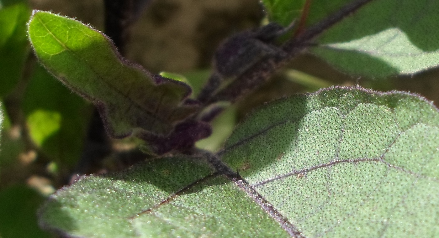 Изображение особи Solanum melongena.