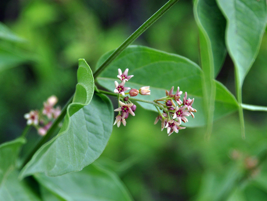 Image of Vincetoxicum scandens specimen.