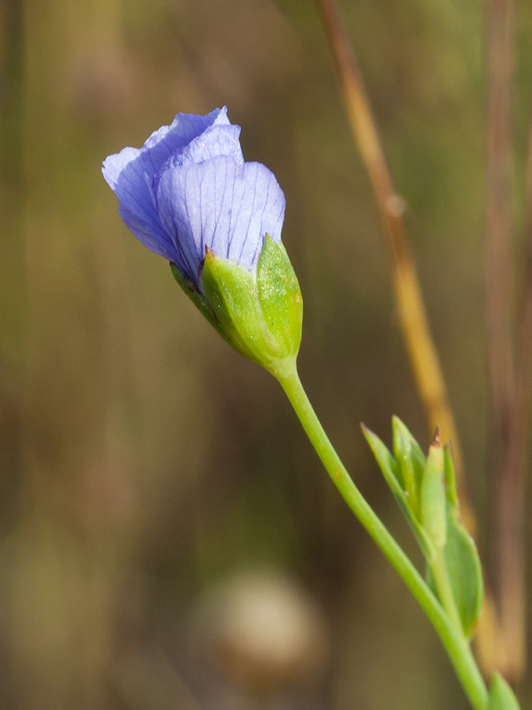 Изображение особи Linum usitatissimum.