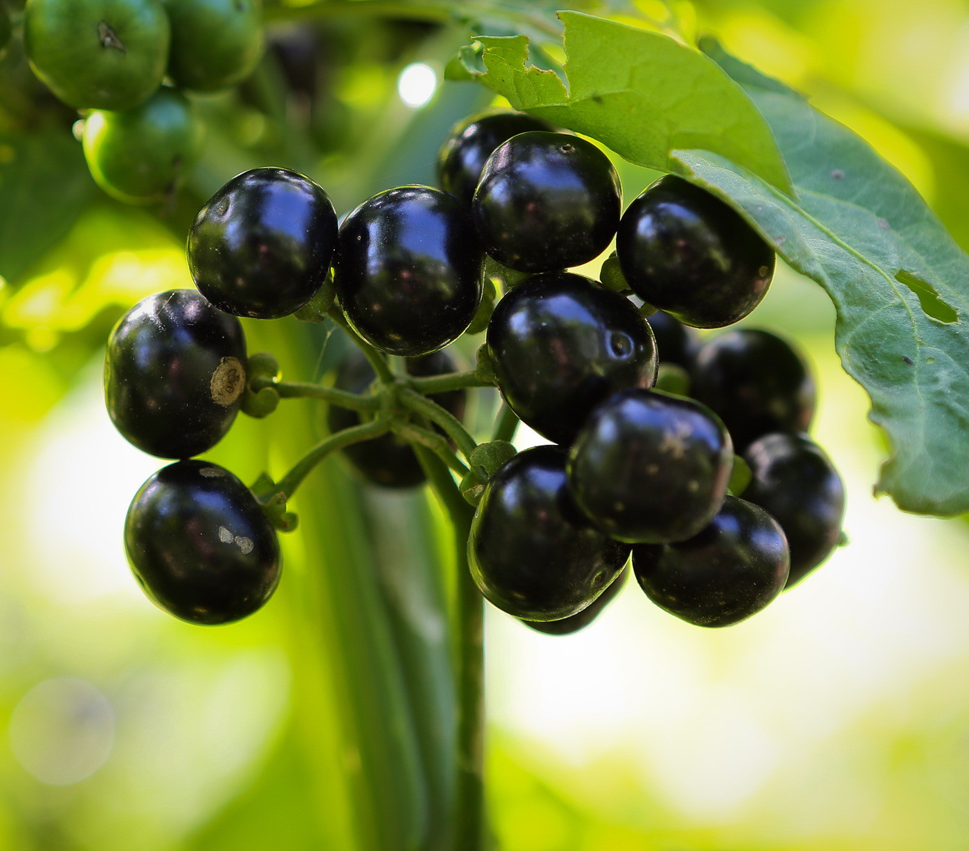 Изображение особи Solanum scabrum.