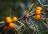 Hippophae rhamnoides