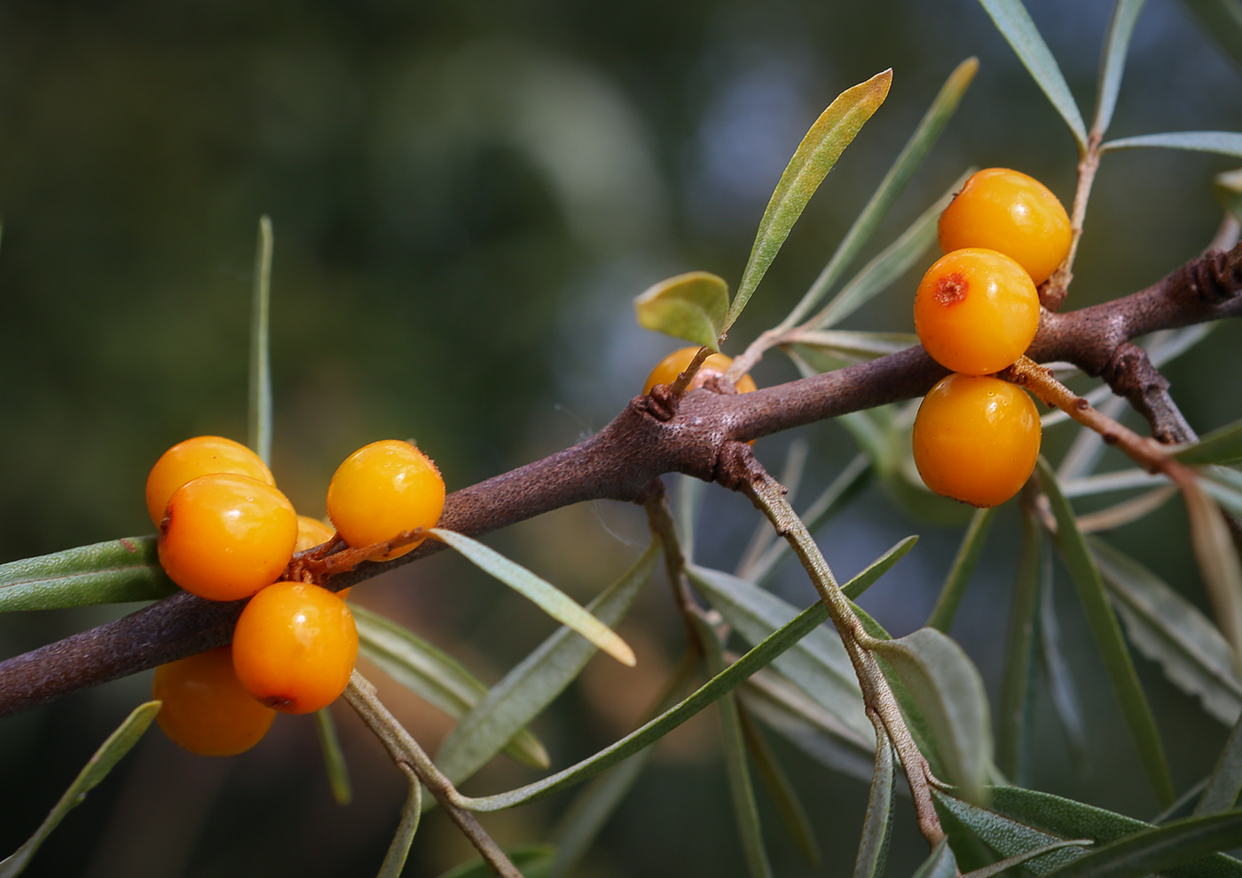 Image of Hippophae rhamnoides specimen.