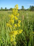 Galium verum