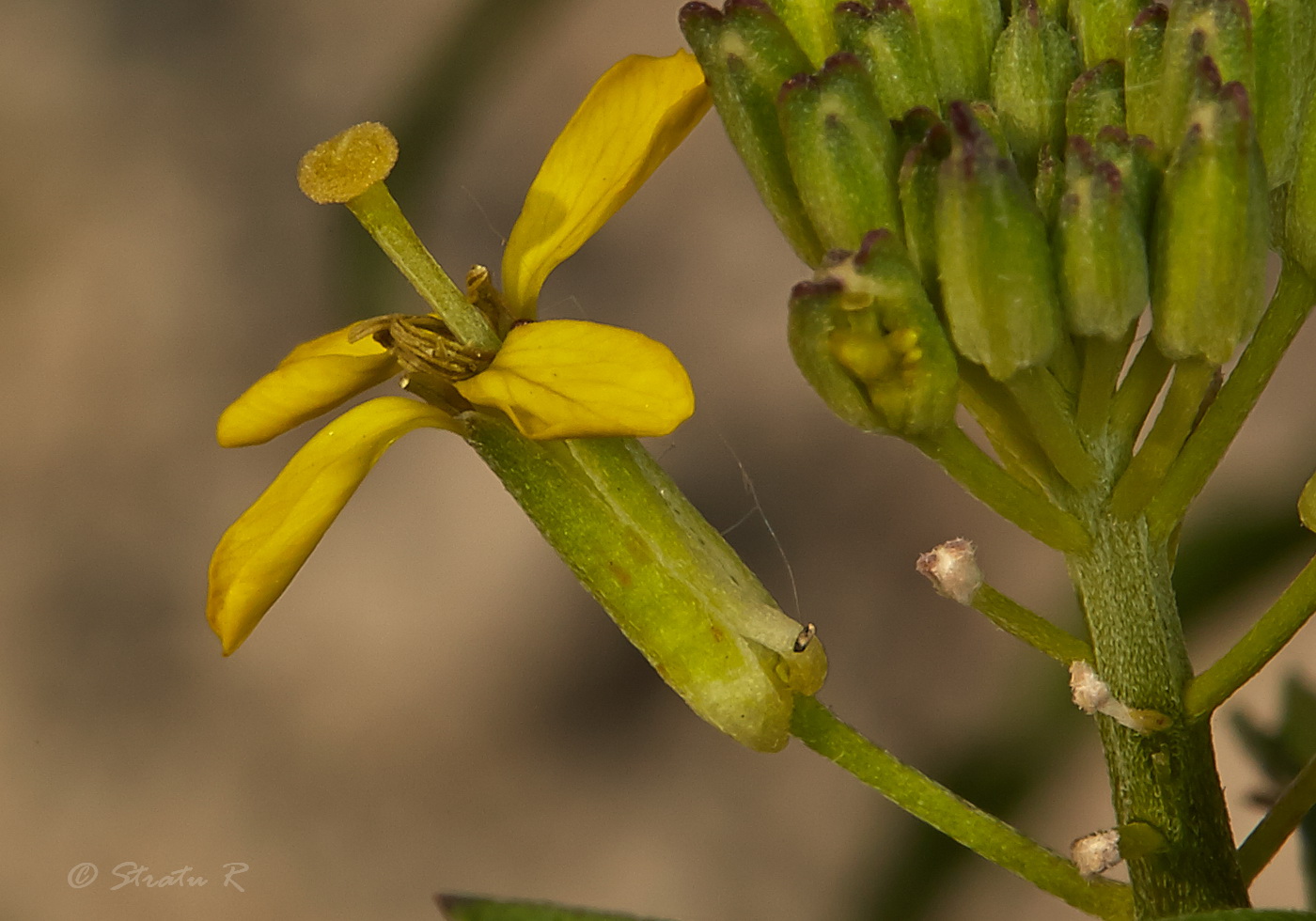 Image of Erysimum canescens specimen.