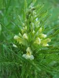 Pedicularis hacquetii. Соцветие. Украина, Закарпатская обл., Раховский р-н, хр. Черногора, каменистый склон в субальпийском поясе, 1800 м н.у.м. 16 июля 2007 г.