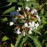 Saponaria officinalis