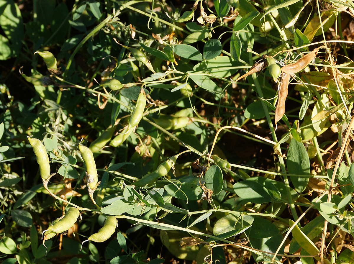 Изображение особи Lathyrus tuberosus.