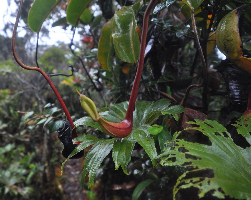 Image of Nepenthes lowii specimen.