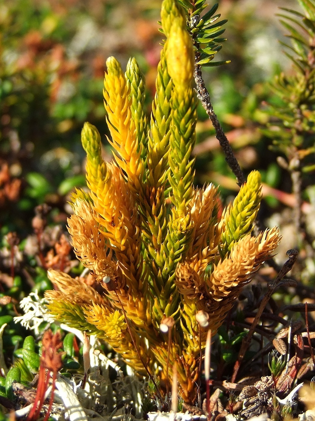 Image of Lycopodium juniperoideum specimen.