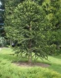 Araucaria araucana