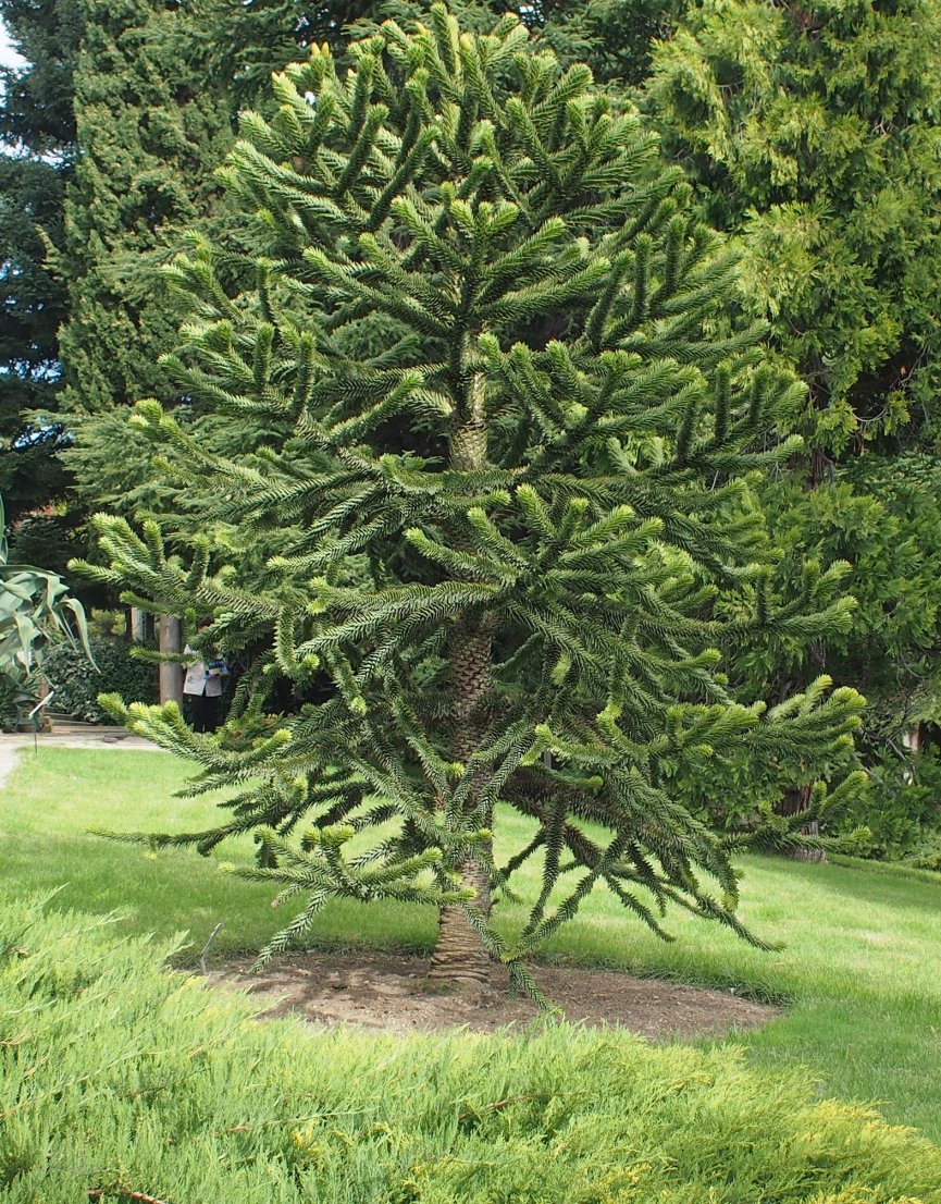 Изображение особи Araucaria araucana.