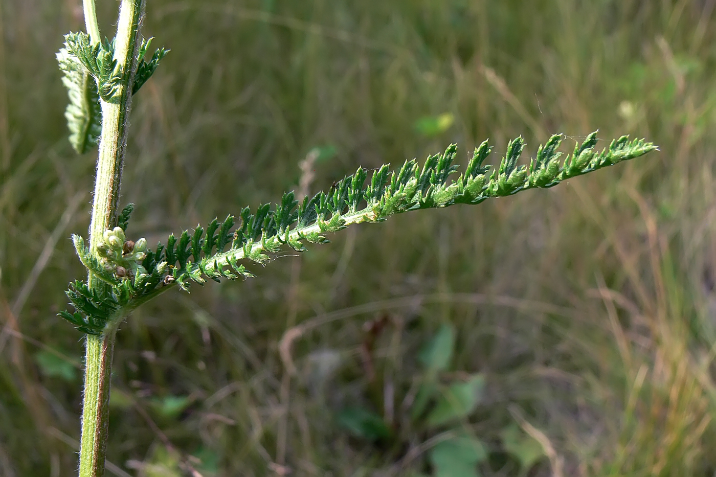 Изображение особи Achillea asiatica.