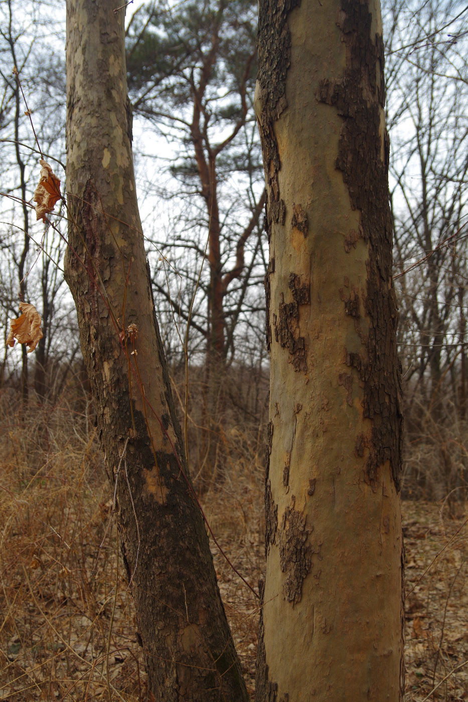 Image of Platanus &times; acerifolia specimen.