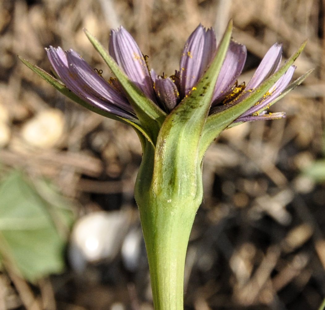 Изображение особи Tragopogon porrifolius ssp. eriospermus.