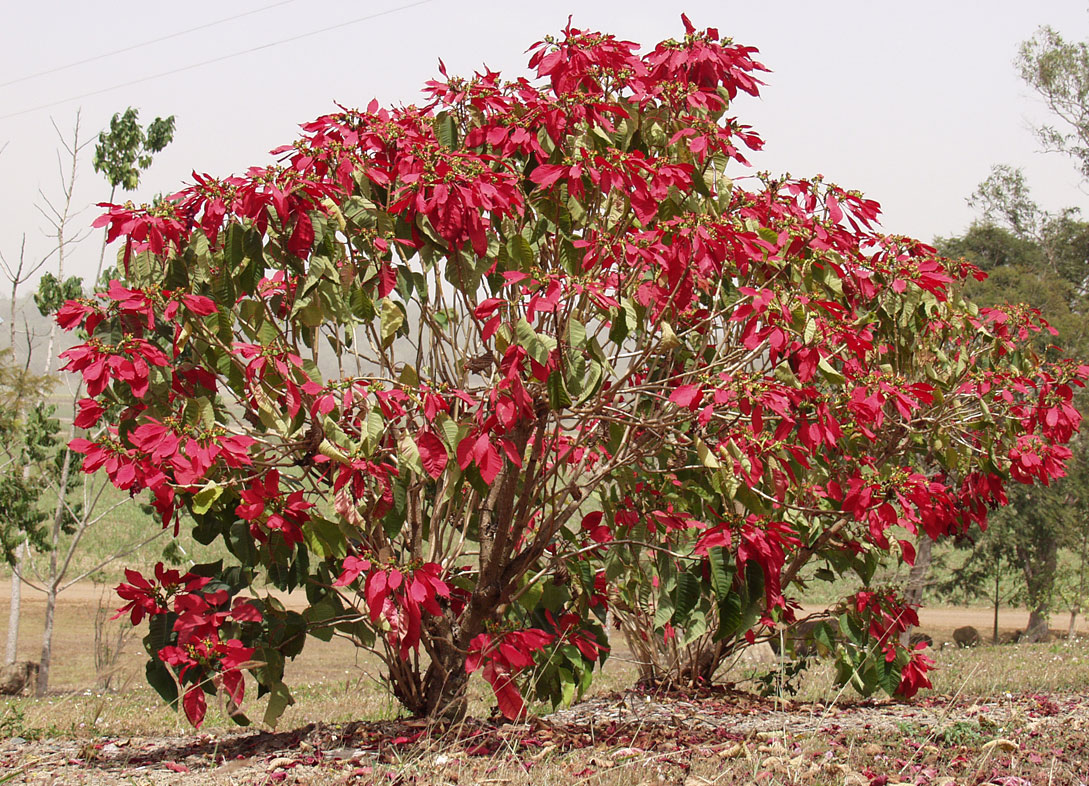 Изображение особи Euphorbia pulcherrima.