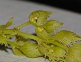 Macaranga tanarius